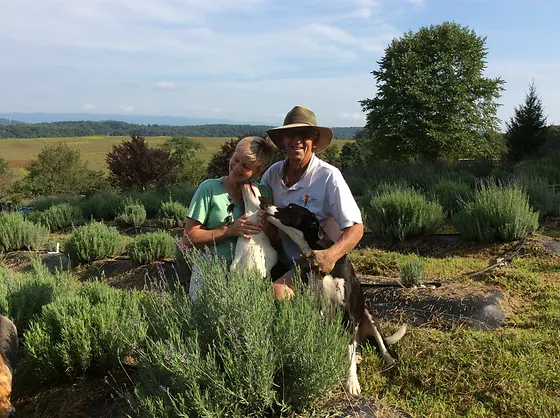 lavender fields