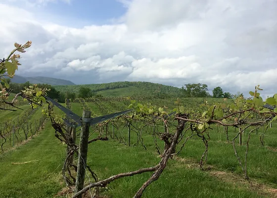 lexington valley vineyard